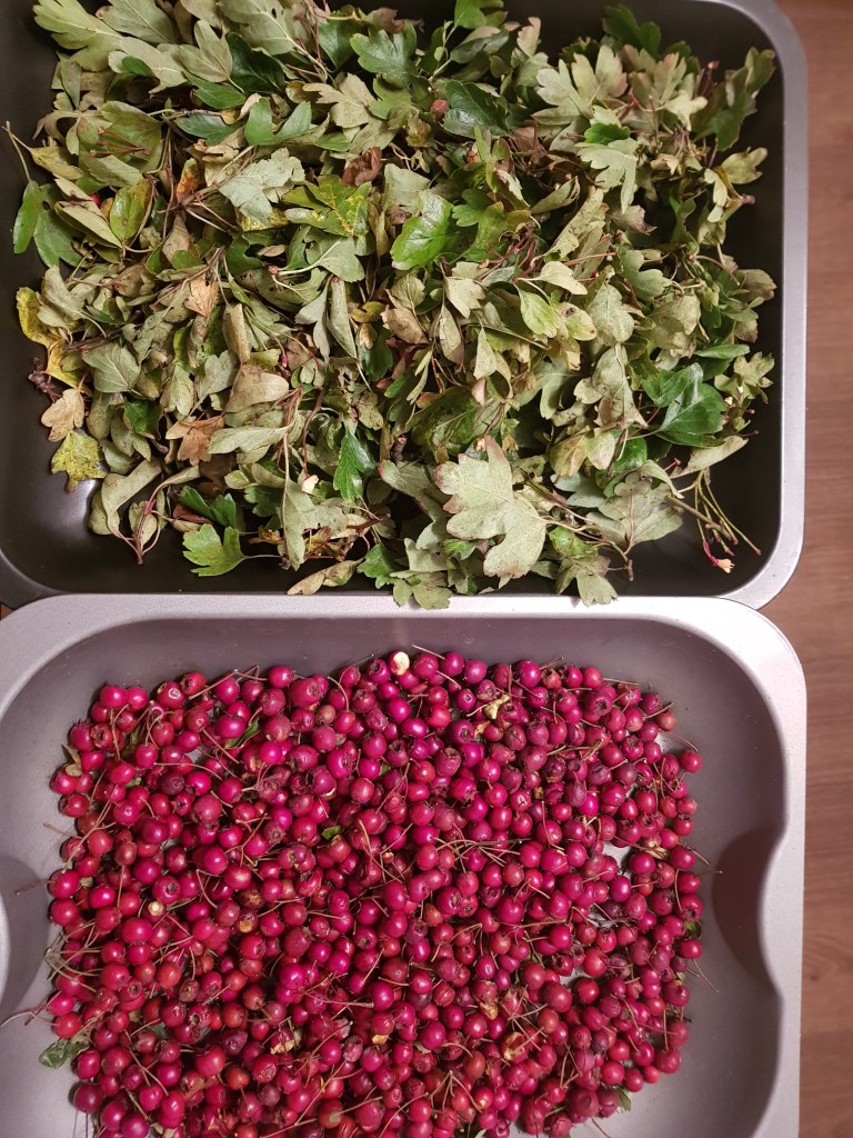 Hawthorn leaf, for tea, and hawthorns for jelly